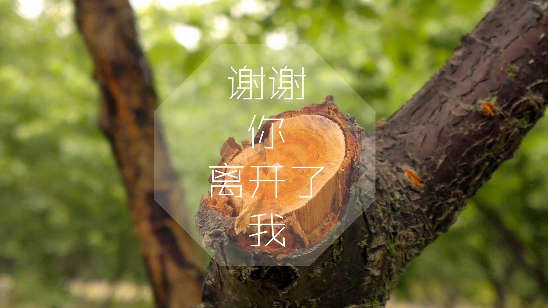 亚冠卫冕冠军再次展现实力，轻松取胜，亚冠的冠军