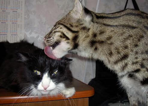 NBA赛季关键球员数据解读，nba赛季球员排名