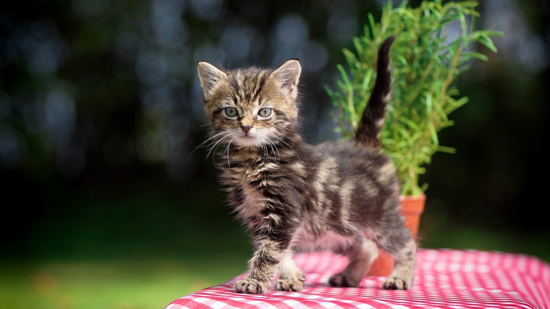 中国足球赛季脚风变化研究，中国足球形势