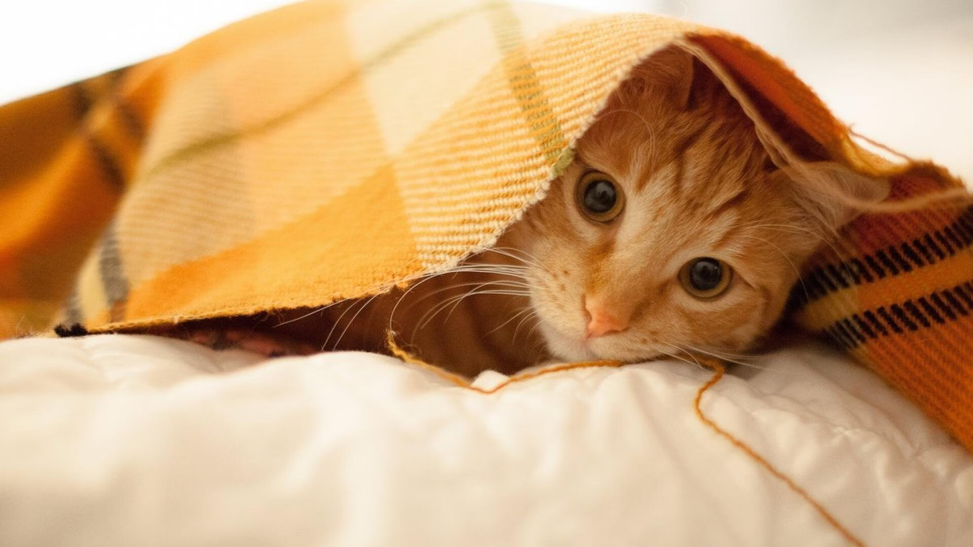 体育赛事现场观众行为分析与管理，比赛现场观众注意事项最新