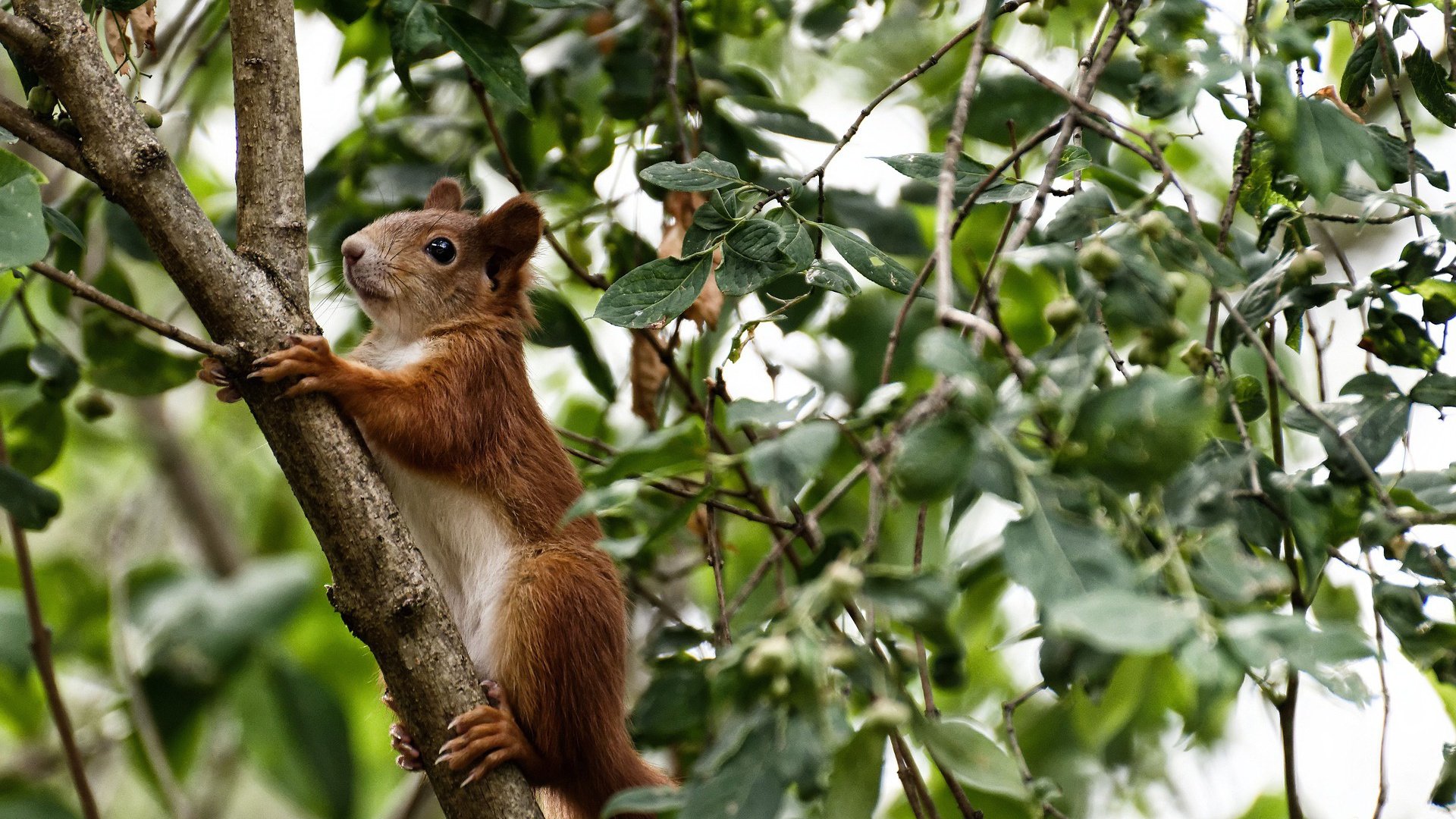 意甲球队结合短时间疲劳预测模型优化换人逻辑
