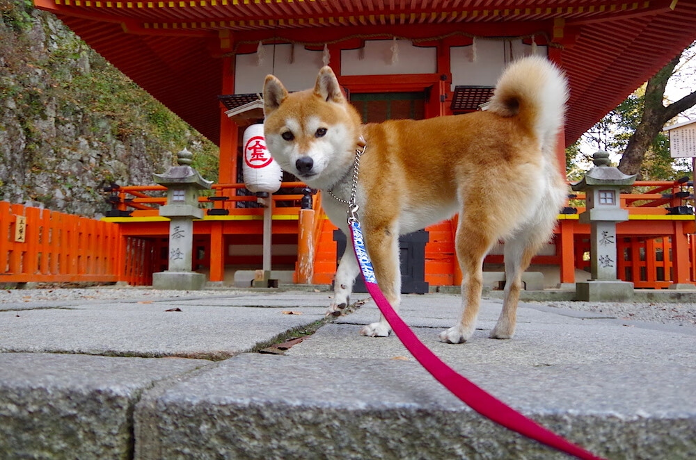 九游下载官网-西甲青训心理表现波动周期与训练节奏匹配的优化模型