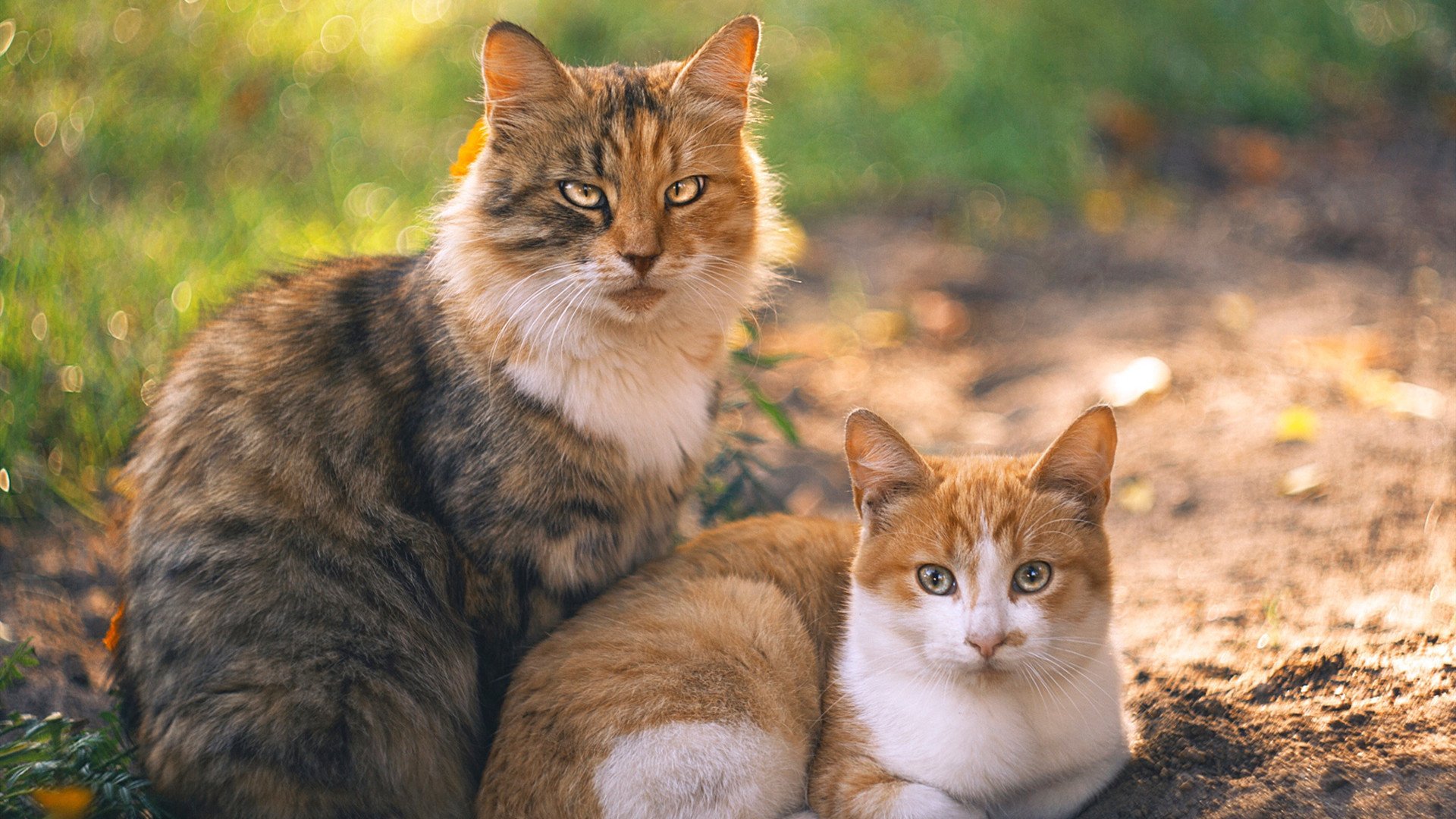 九游网页版官网入口-中国男篮丰富挡拆组合强化进攻创造力，中国男篮最新规则