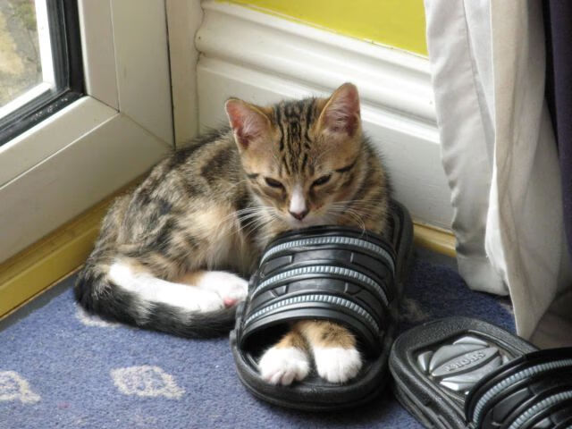 -体育新闻中心联合高校开展体育数字媒体实验，体育数字化建设