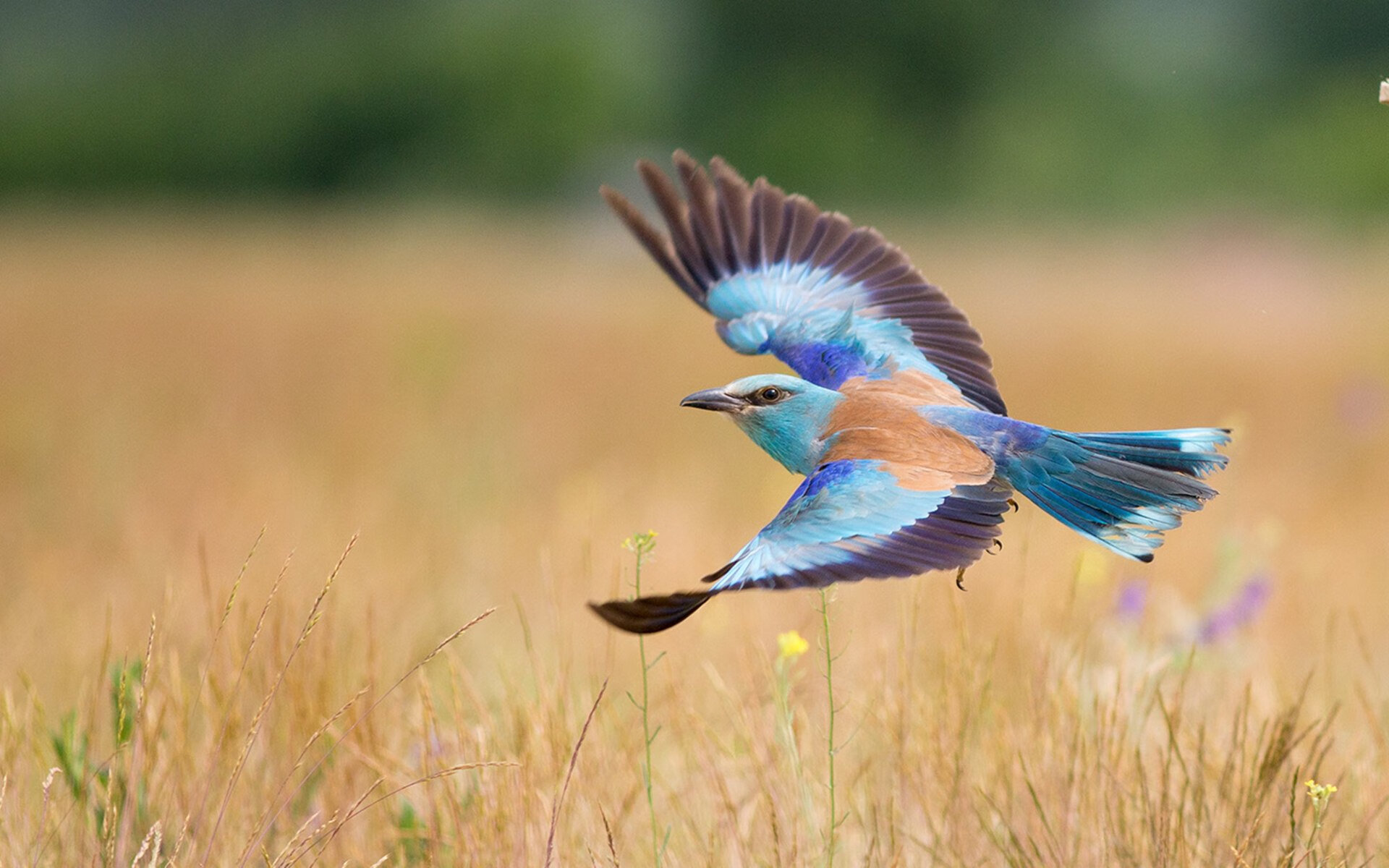 吴前控场能力提升浙江队表现稳健,浙江队吴前伤势怎么样