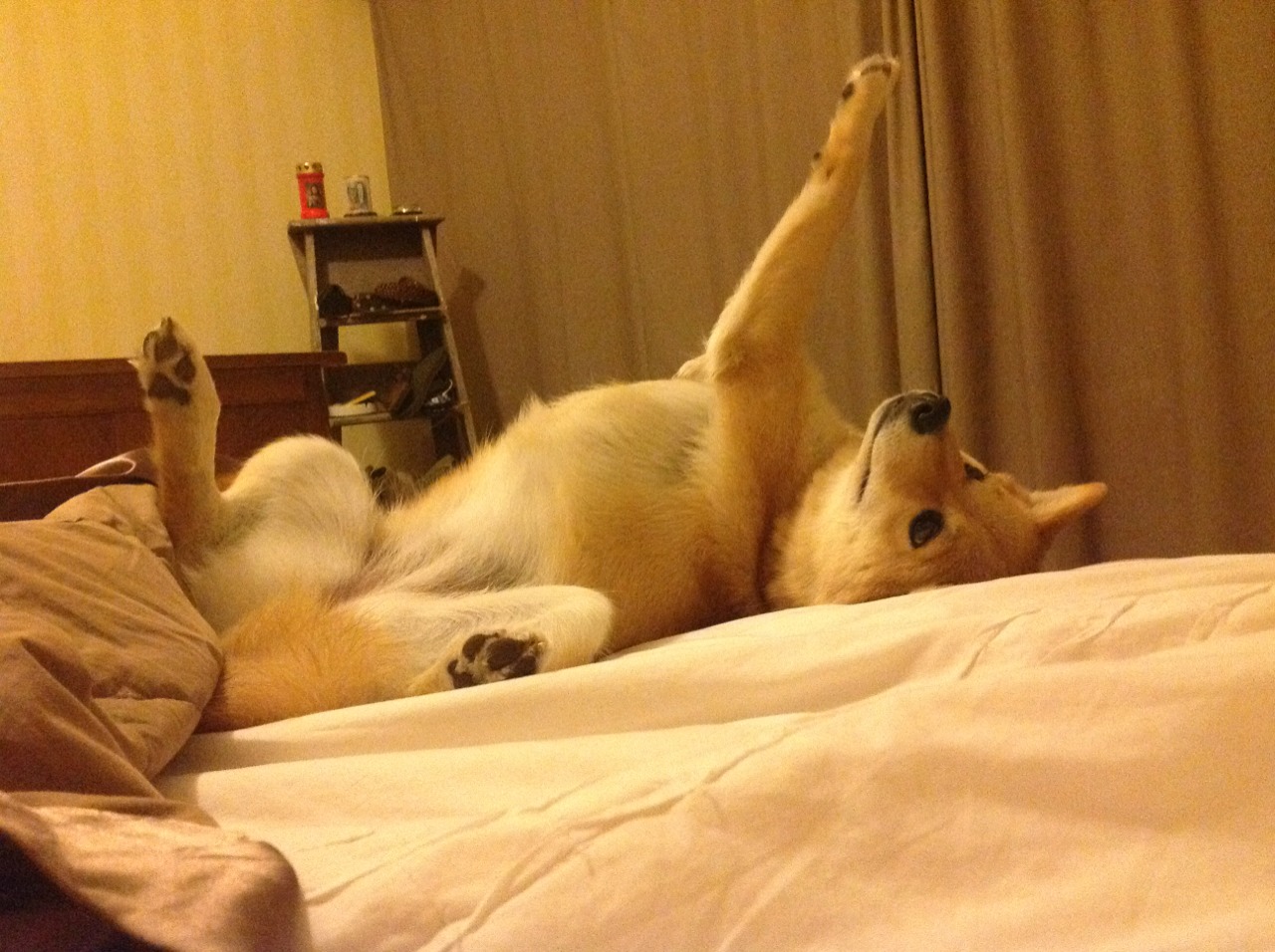 本菲卡边路突破成功率居高，本菲卡阵容最新