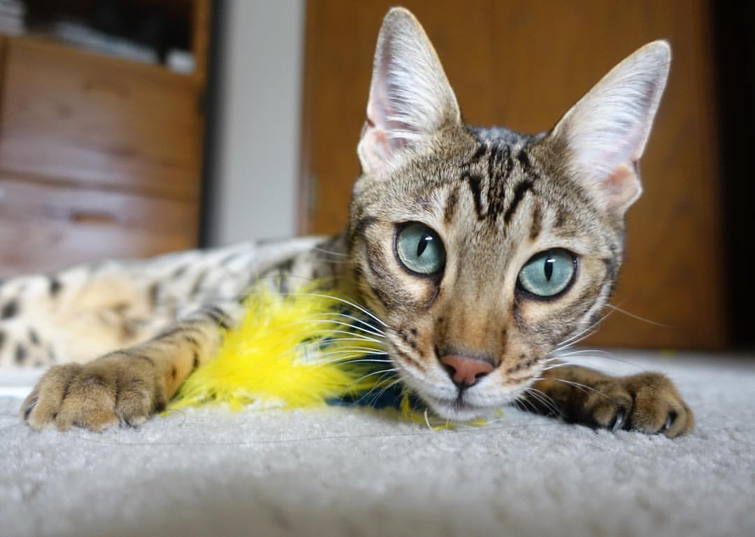 田径专项训练课程进入体育本科通识课,田径专项考试项目