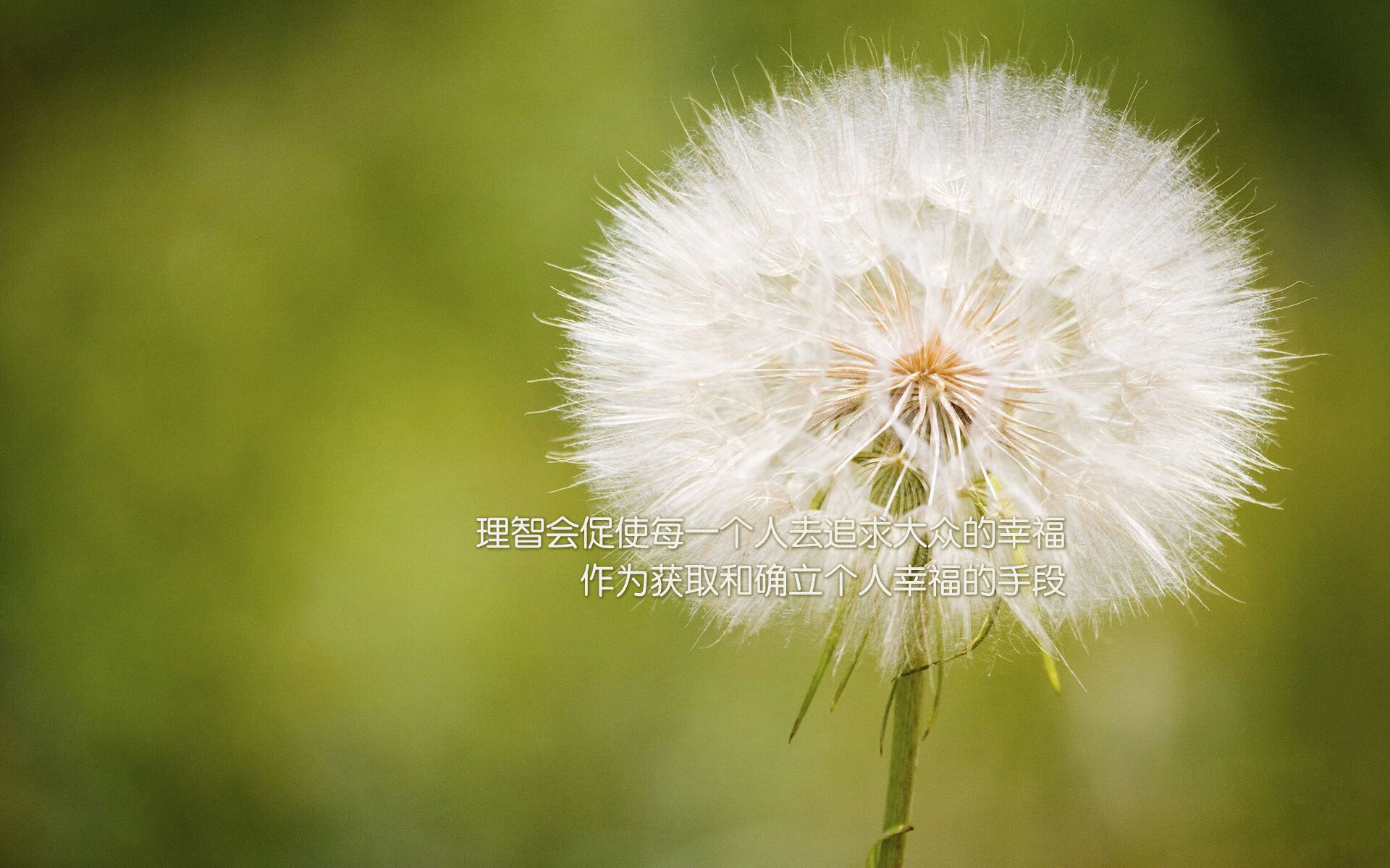 塞尔·拉恩:全黑队的“速度火箭”,他总能在瞬间撕开防线