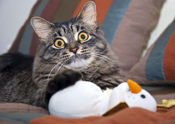 荷兰女篮在欧洲锦标赛中展开激烈竞争，力争佳绩