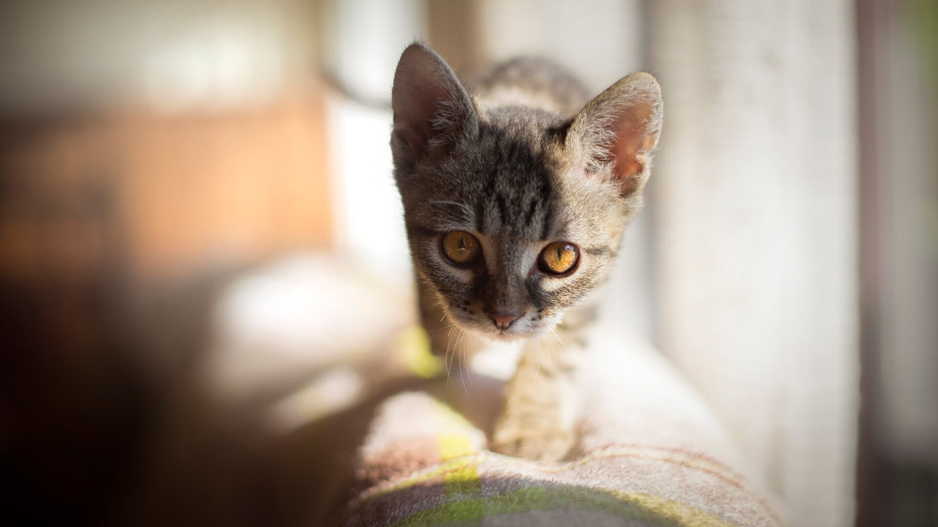 贝宁男篮在非洲预赛中拼搏,争取奥运席位,非洲贝宁回国