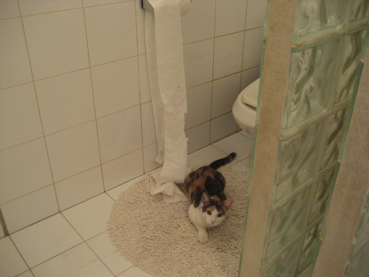 跳水赛场波兰展现高难动作实力,波兰跳水队