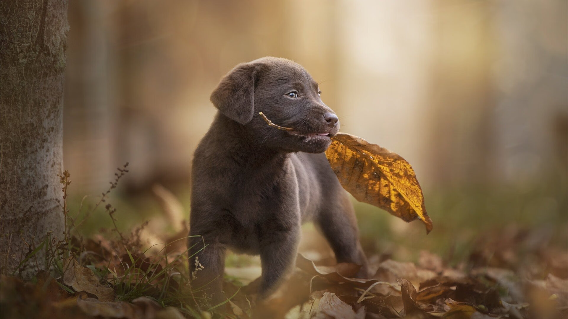 阿根廷青年新星崭露头角,国家队未来可期